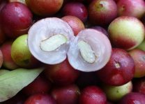 Beneficios Del Camu Camu En Tu Salud Diaria