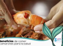 Beneficios Del Consumo De Camarones Para La Salud