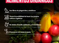 Beneficios Sorprendentes De Los Alimentos Orgánicos Para Tu Salud