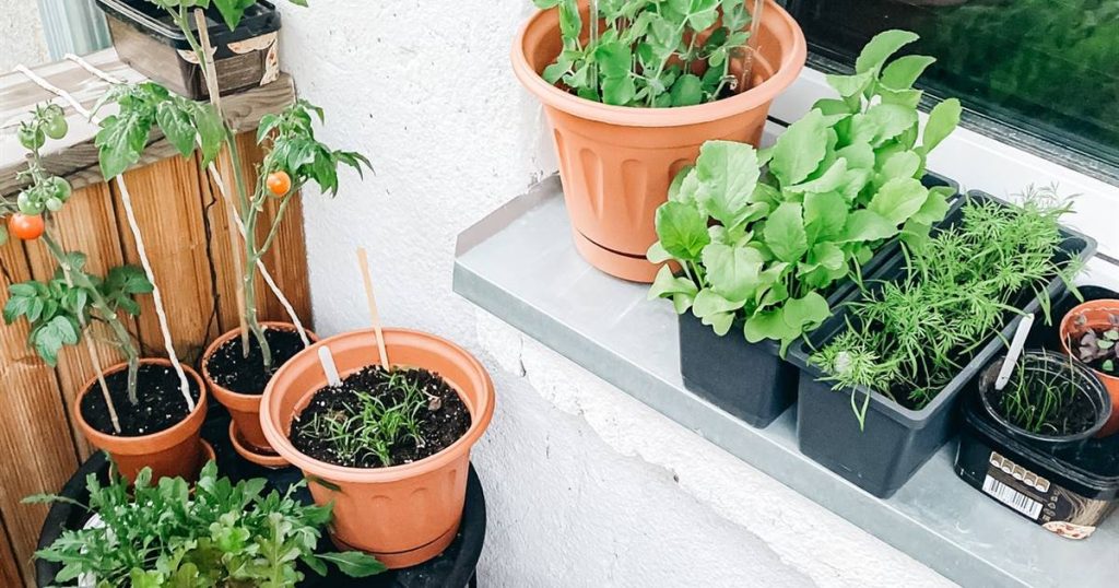 como cultivar verduras en huertos urbanos