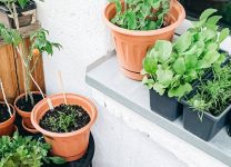 Cómo Cultivar Verduras En Huertos Urbanos