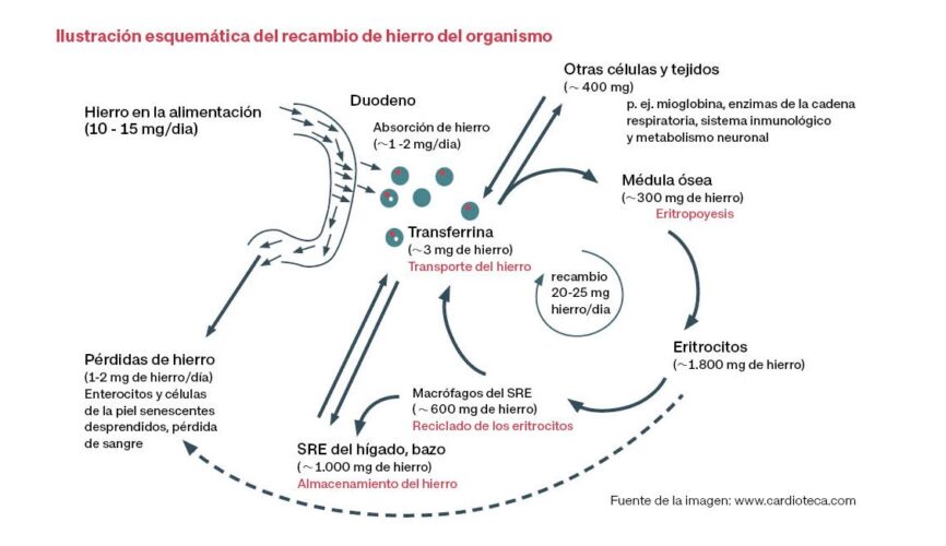 como el hierro ayuda a combatir la fatiga y el cansancio