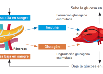 Cómo Los Carbohidratos Simples Afectan El Azúcar En La Sangre