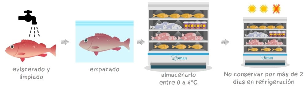 conservacion de pescado en el refrigerador consejos practicos