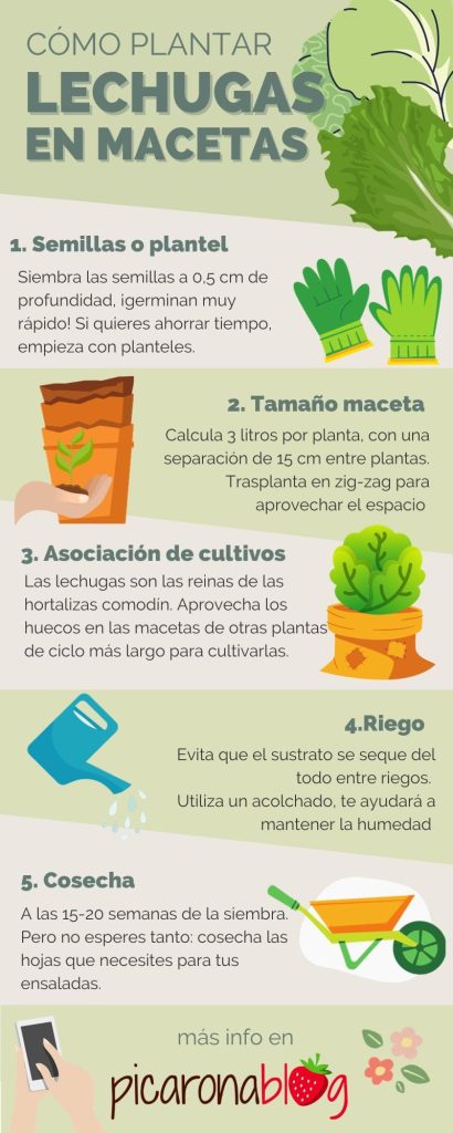 cultivo de lechugas en macetas consejos para principiantes