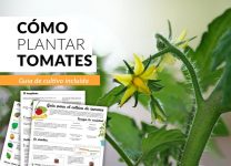 Cultivo De Tomates En Casa: Guía Paso a Paso