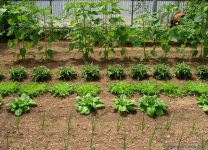 Cultivo De Verduras Orgánicas En Casa: Todo Lo Que Necesitas Saber