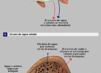 Diferentes Tipos De Pescados De Agua Salada y Sus Usos