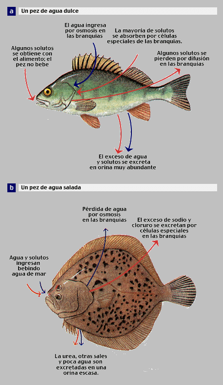 diferentes tipos de pescados de agua salada y sus usos