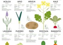 Guía Completa De Verduras De Invierno