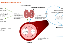 La Función Del Calcio En La Coagulación Sanguínea y La Función Nerviosa