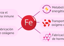 La Función Del Hierro En El Transporte De Oxígeno En La Sangre