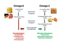 Omega-3 y Omega-6: Cómo Equilibrar Los Ácidos Grasos Esenciales En Tu Dieta