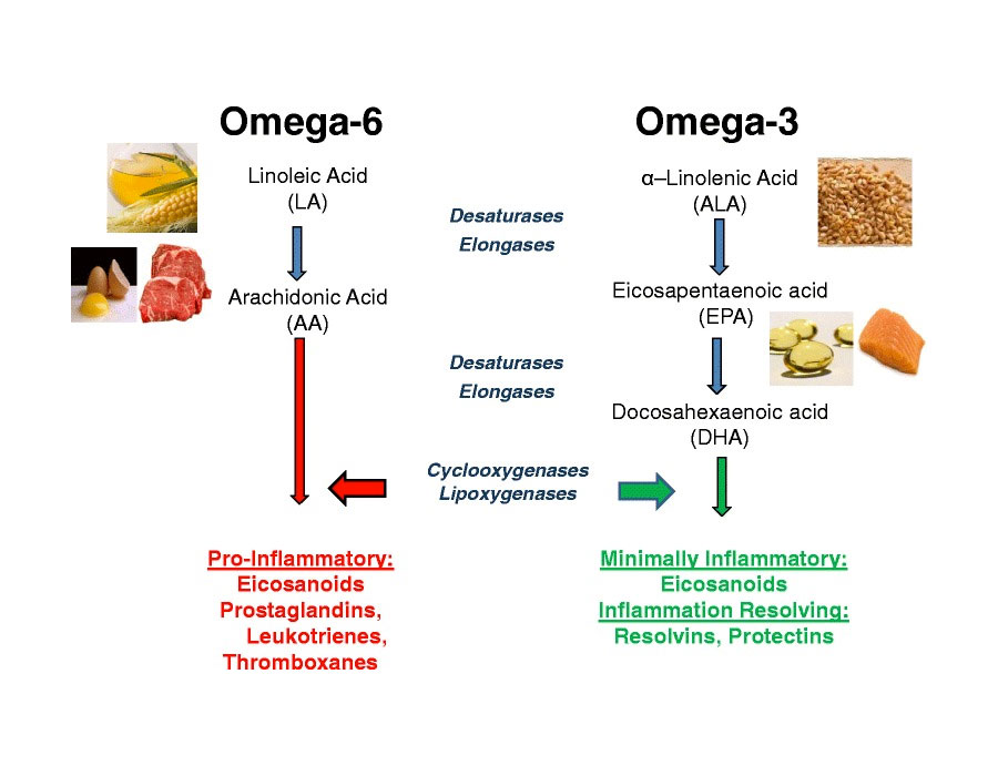 omega 3 y omega 6 como equilibrar los acidos grasos esenciales en tu dieta