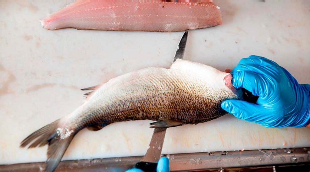 tecnicas de fileteado para pescados de gran tamano