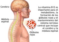 Vitamina B12: Por Qué Es Crucial Para La Energía y El Sistema Nervioso