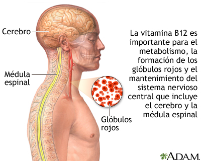 vitamina b12 por que es crucial para la energia y el sistema nervioso